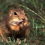 pořádně se nacpat